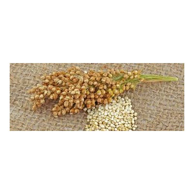 QUINOA INDIA ORIGIN