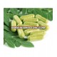 Moringa Health Capsule